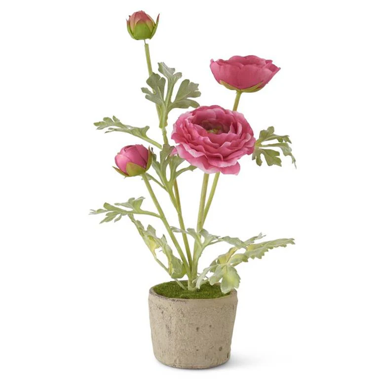 14 Inch Pink Ranunculus In Clay Pot
