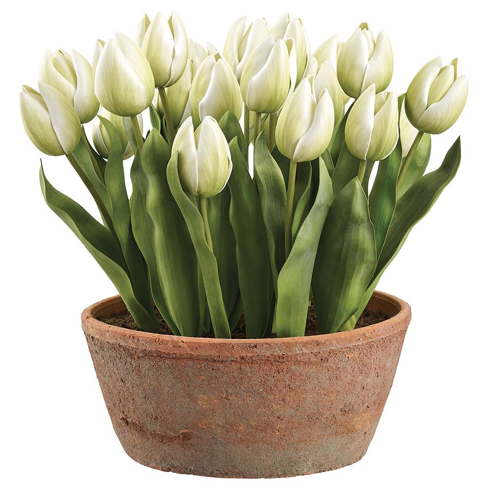 15 Inch Tulip in Aged Clay Pot Cream Green