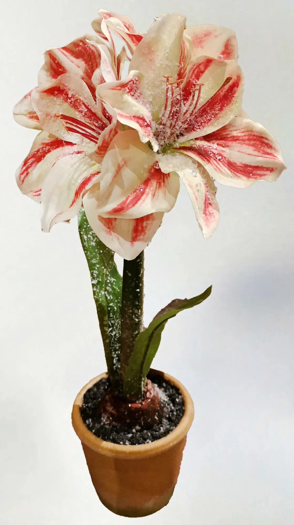 15in Ice Potted Amaryllis - Image 2