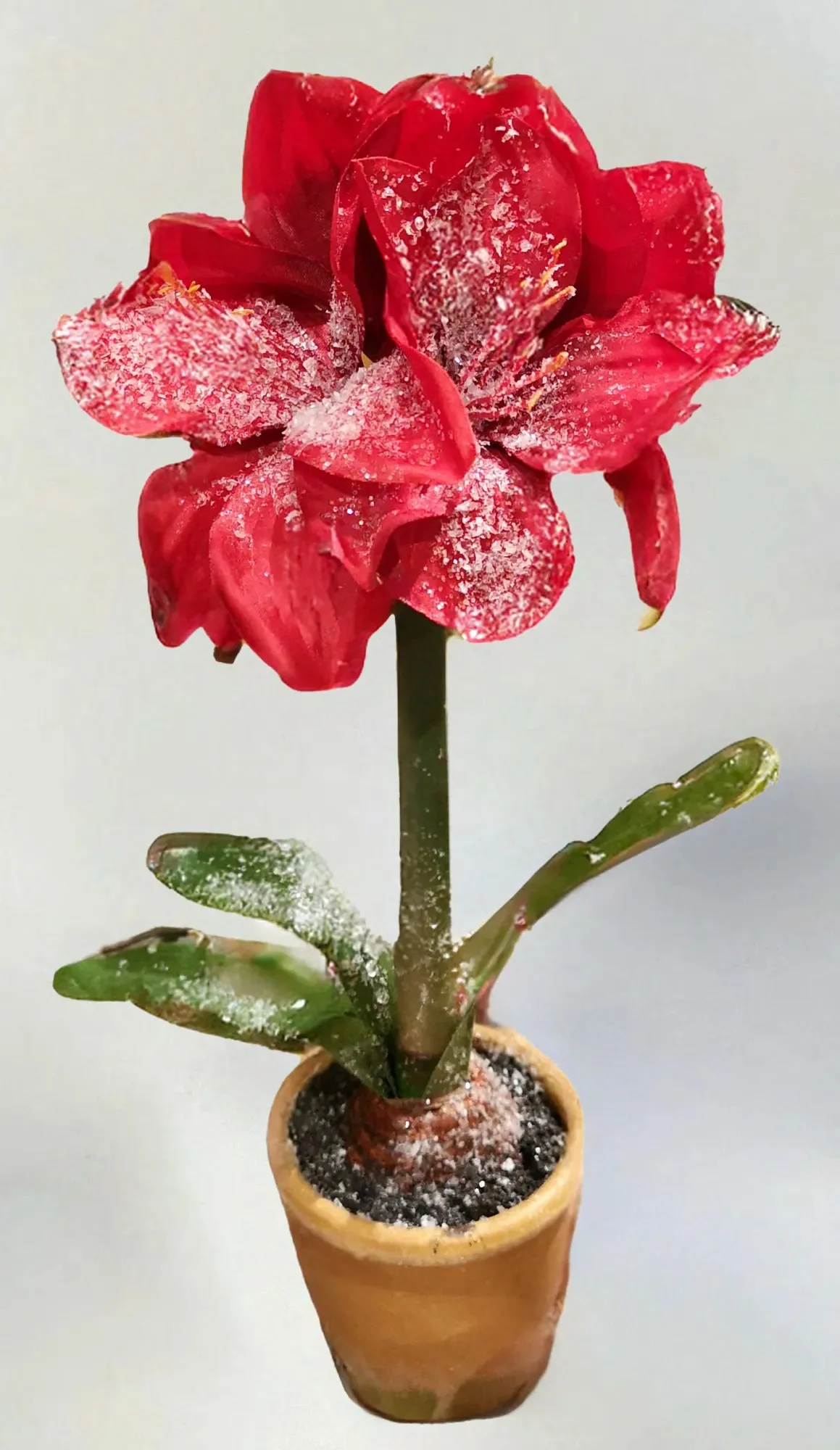 15in Ice Potted Amaryllis - Image 3