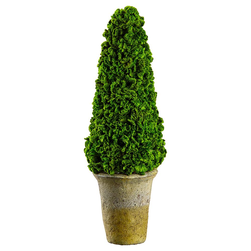 16.5" Preserved Celosia Cone Topiary in Clay Pot Green