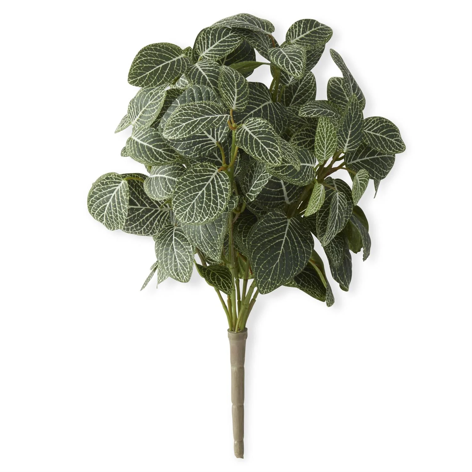 16 Inch Fittonia Bush
