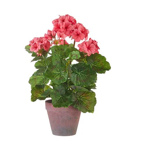 17" Potted Coral Geranium