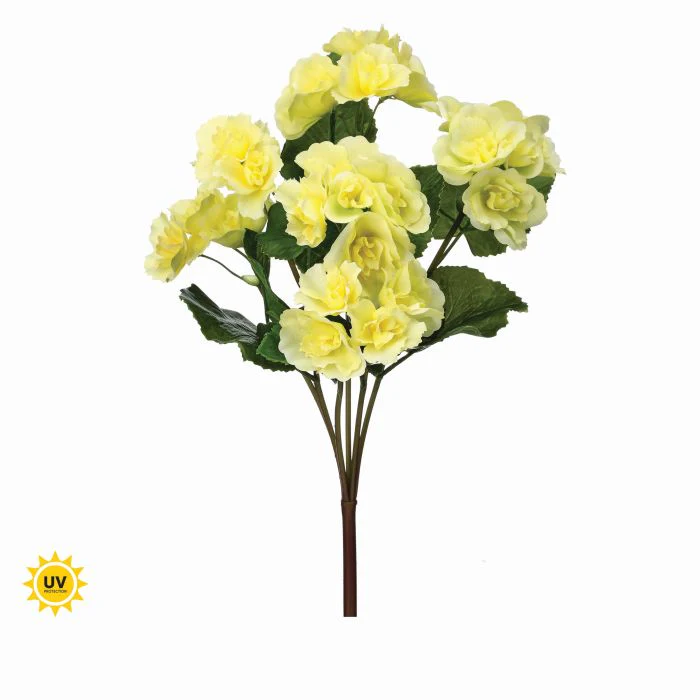 17" UV Summer Reiger Begonia Plant - Image 5