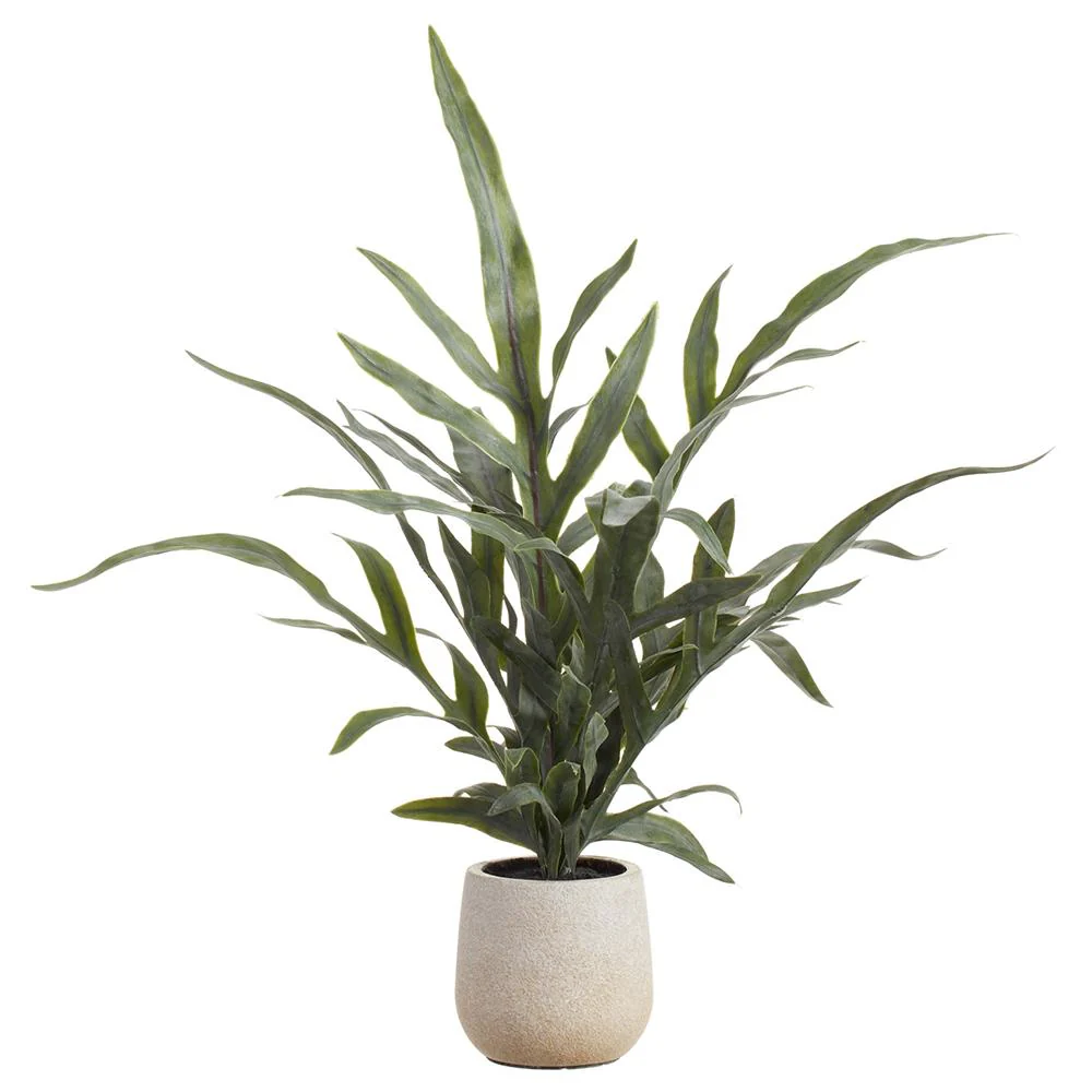18" Java Fern Plant in Plastic Pot Green