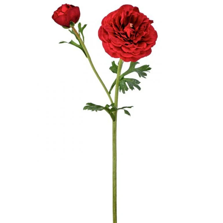 19" Just Cut Cloony Ranunculus +Bud Red