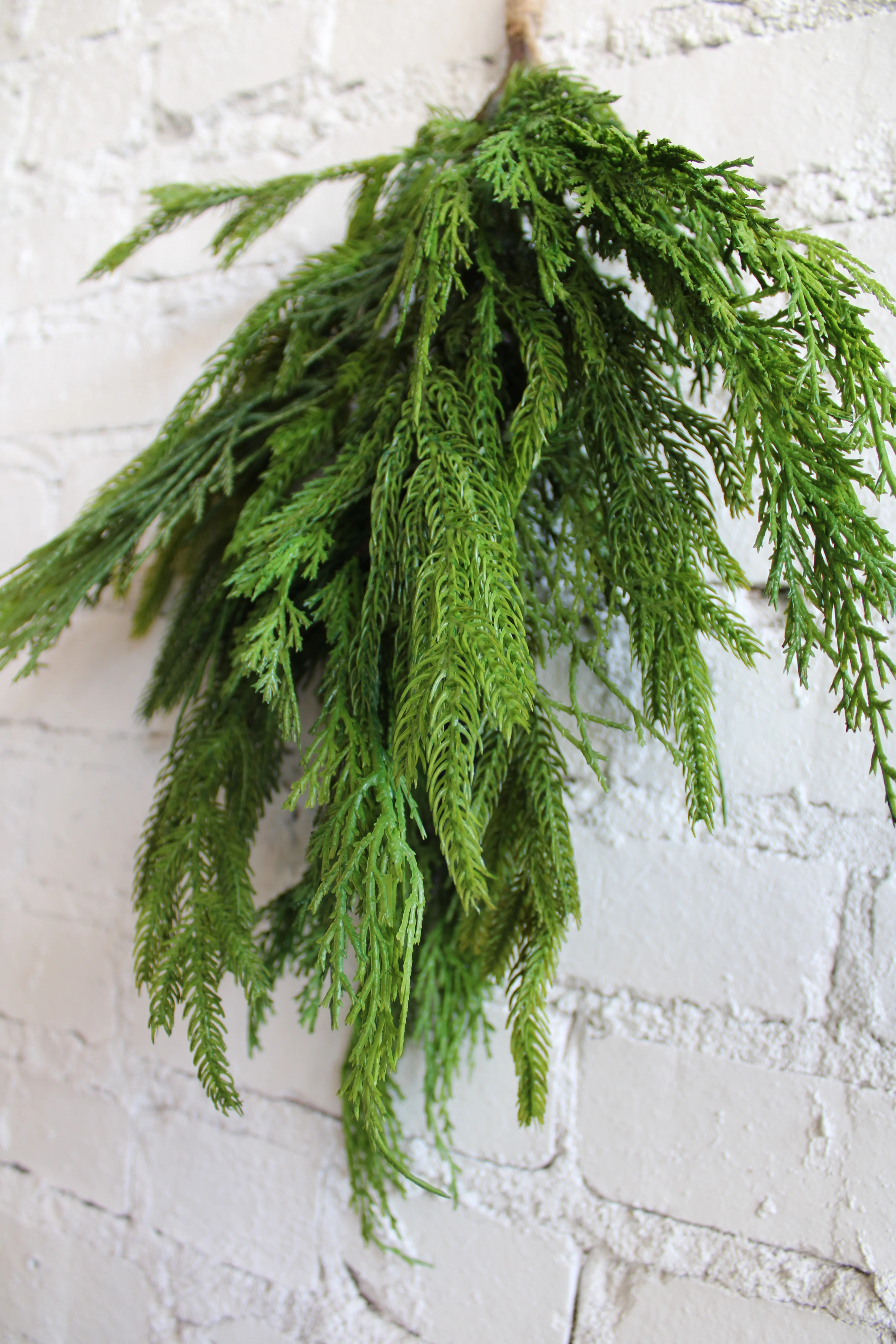 20” Cyprus/Norfolk Pine Bundle - Image 2