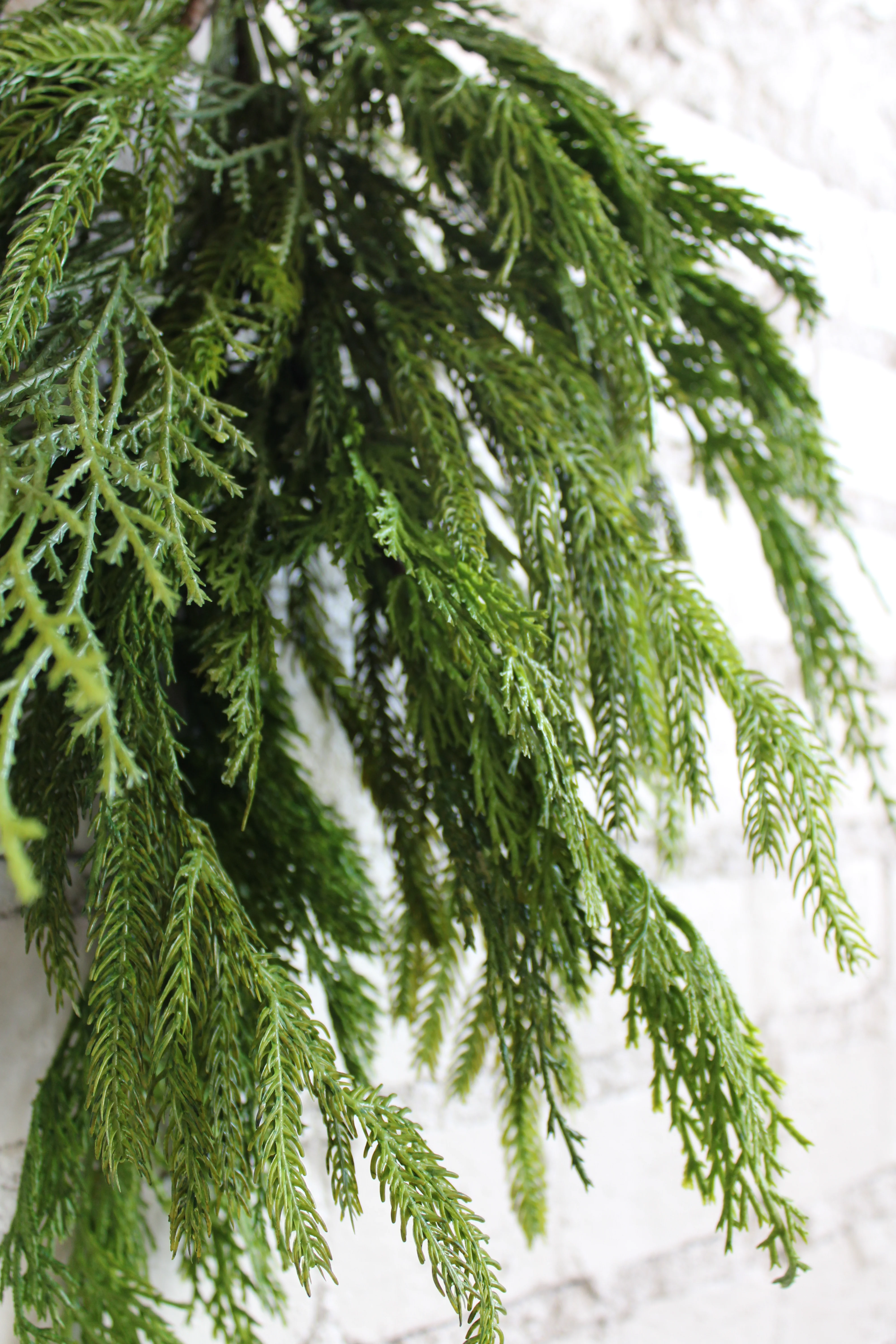 20” Cyprus/Norfolk Pine Bundle - Image 3
