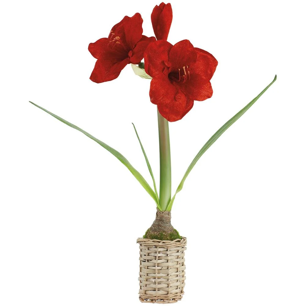 20.5" Velvet Amaryllis in Basket Red