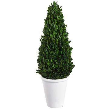 21" Preserved Boxwood Cone Topiary in Pot Green