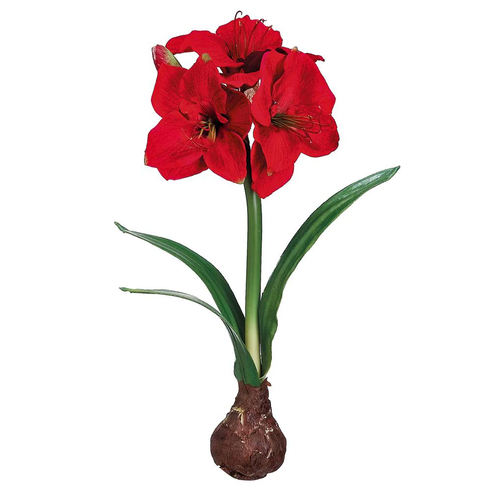 21" Standing Amaryllis with Bulb - Image 2