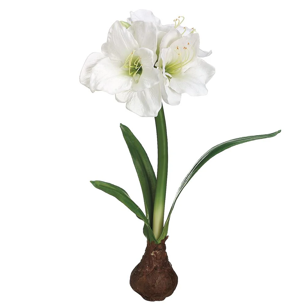 21" Standing Amaryllis with Bulb - Image 3