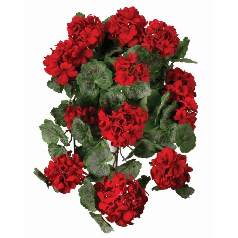 22" Hanging Summer Geranium Plant Red