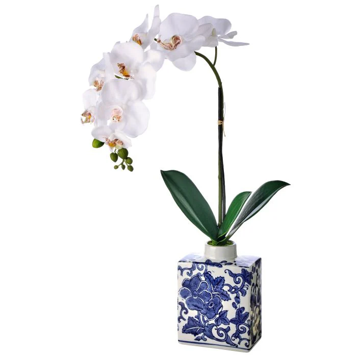 22” Phaleonopsis Orchid in Bloomsbury Vase