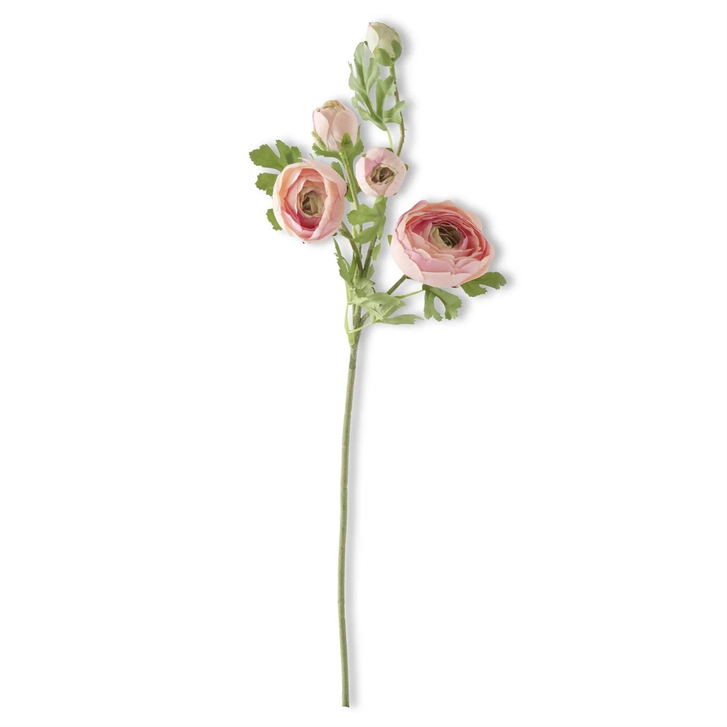 24.5 Inch Real Touch 5 Head Ranunculus Stem - Image 2