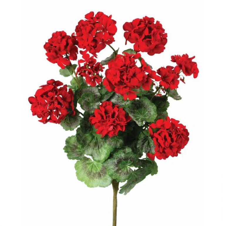 24" Summer Geranium Plant Red