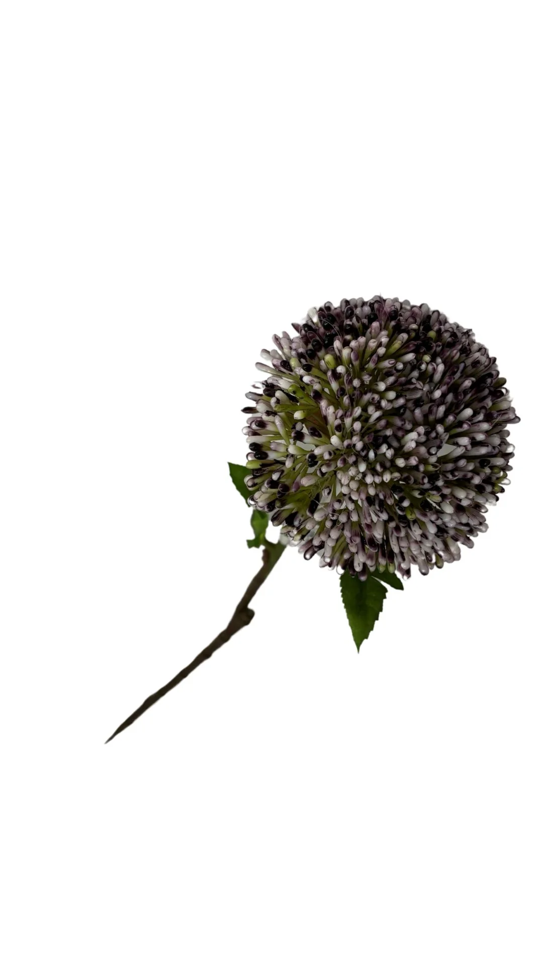 25" Seeds Spray - Image 2