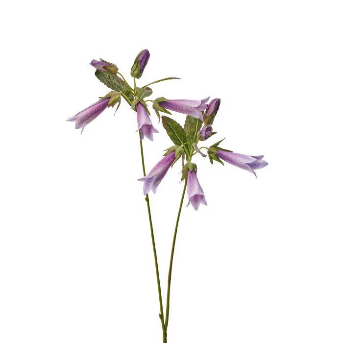 27" Hummingbird Flower