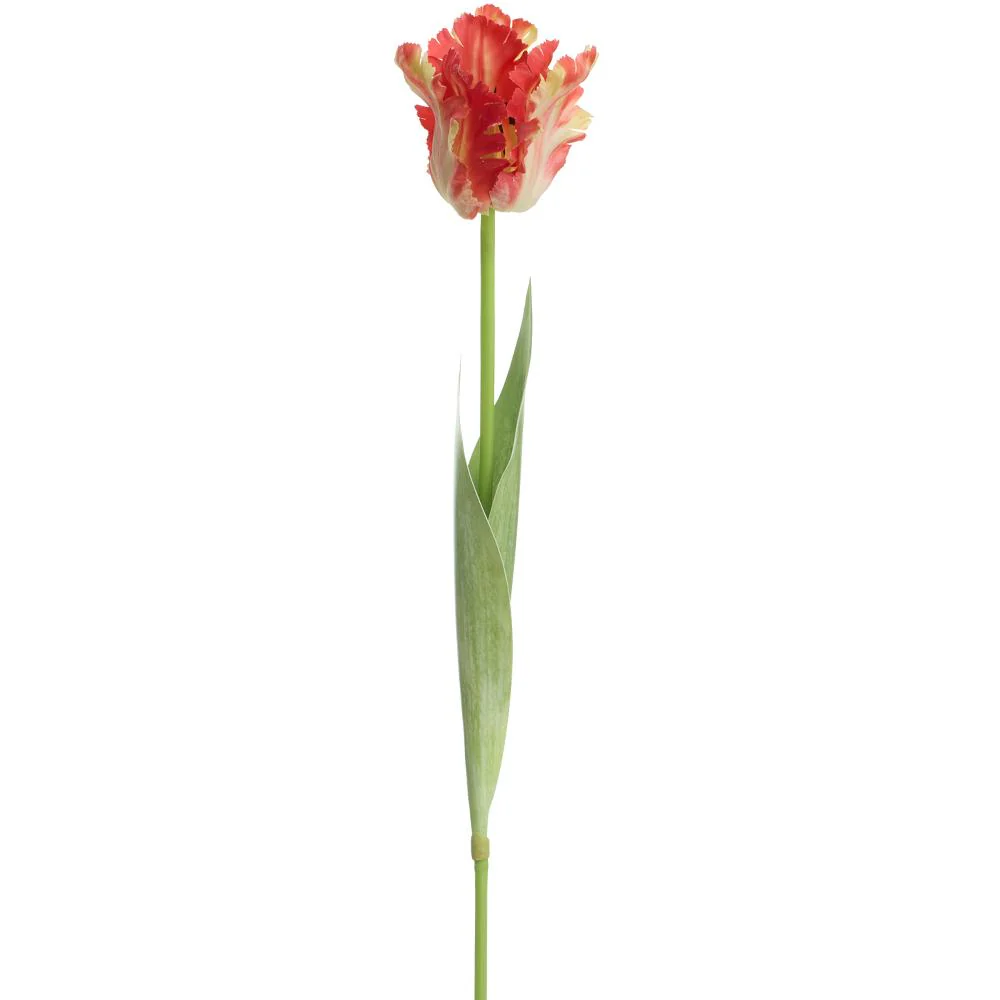 27 Inch Parrot Tulip Spray - Image 5