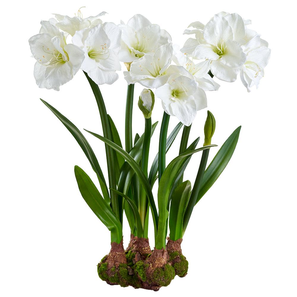 30" Amaryllis With Bulb And Moss White