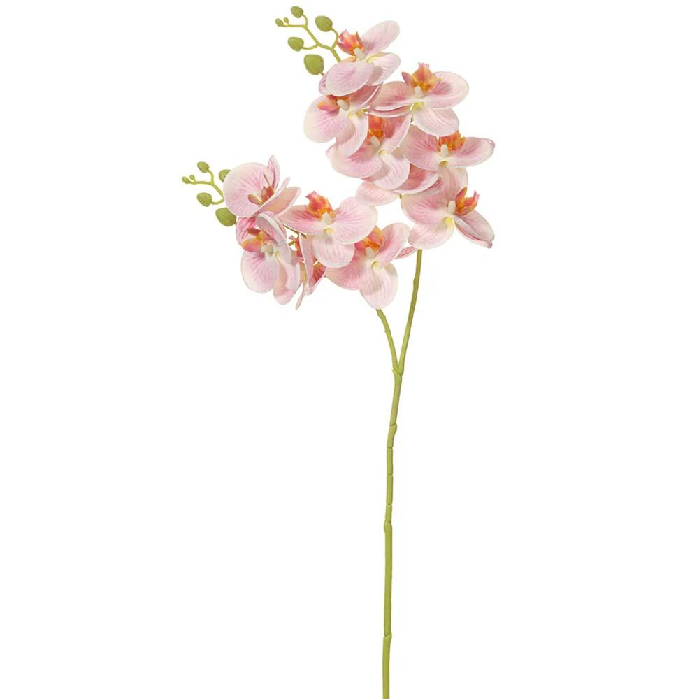 30 Inch Phalaenopsis Orchid Spray Pink Cream