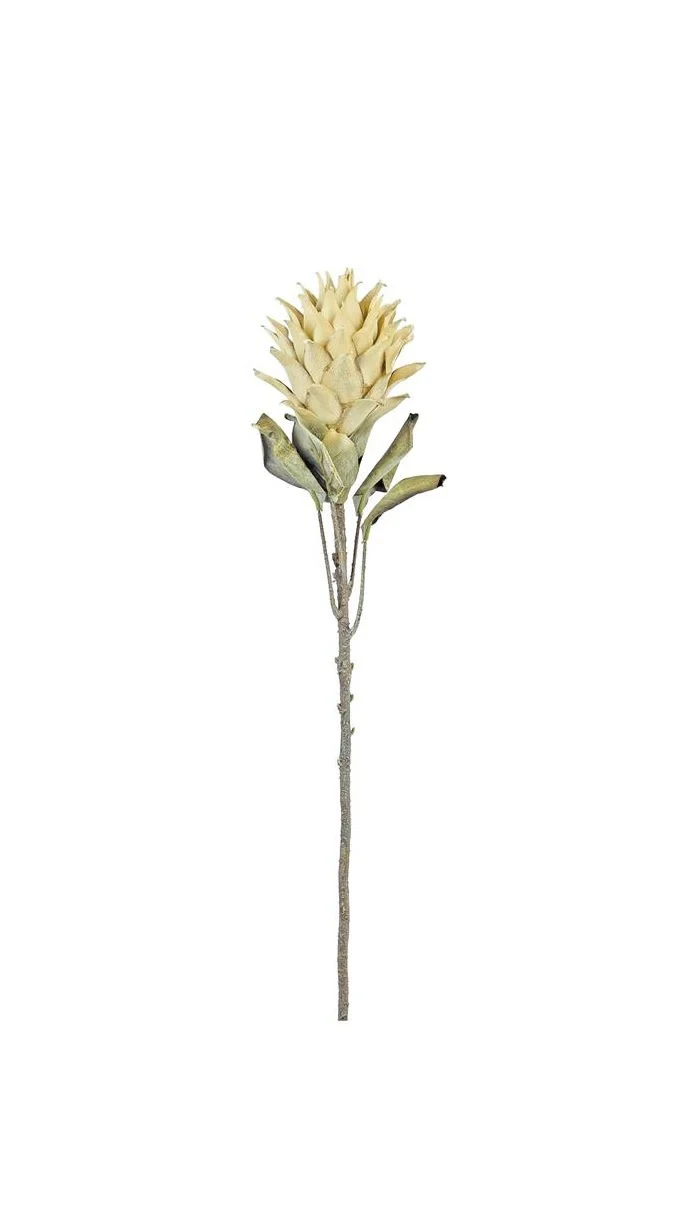 30" Protea Spray Parchment