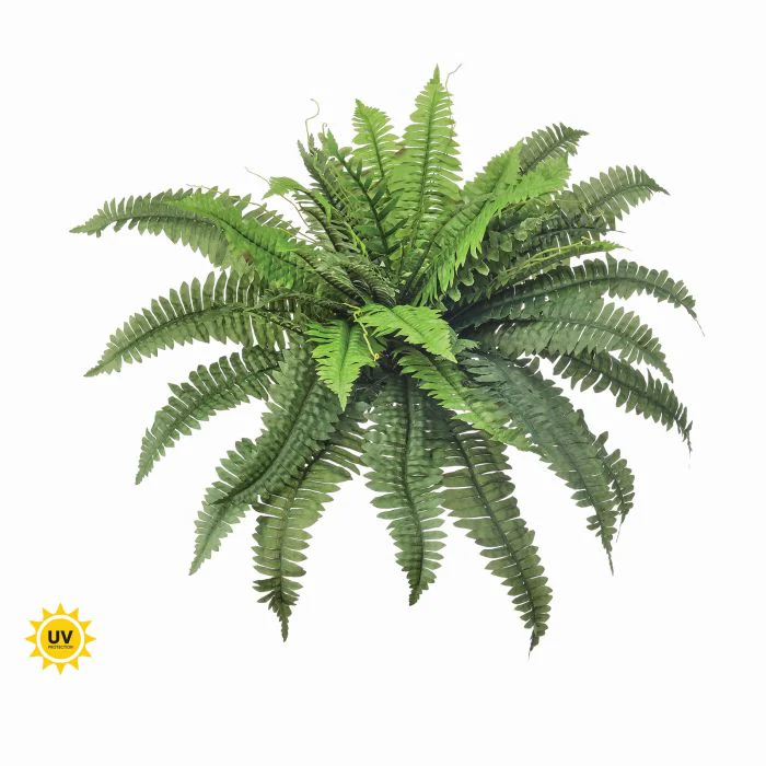 30” Uv Estate Boston Fern X40