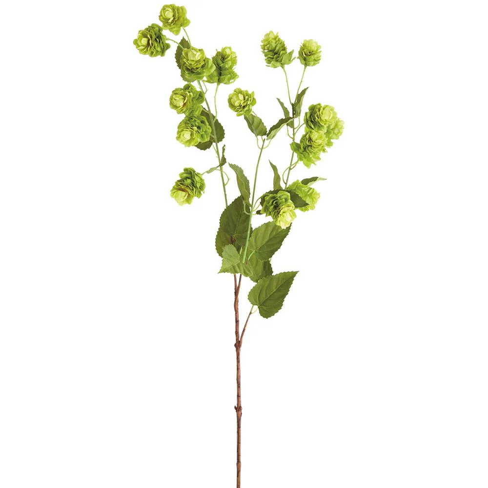 39 Inch Hops Spray