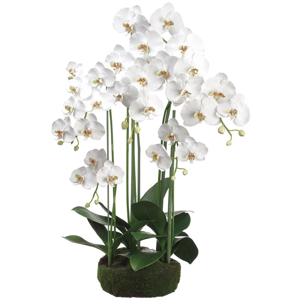 39 Inch Phalaenopsis Orchid Plant With Soil And Moss White