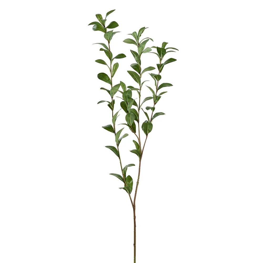 47" Ruscus Hypophyllum Spray Green