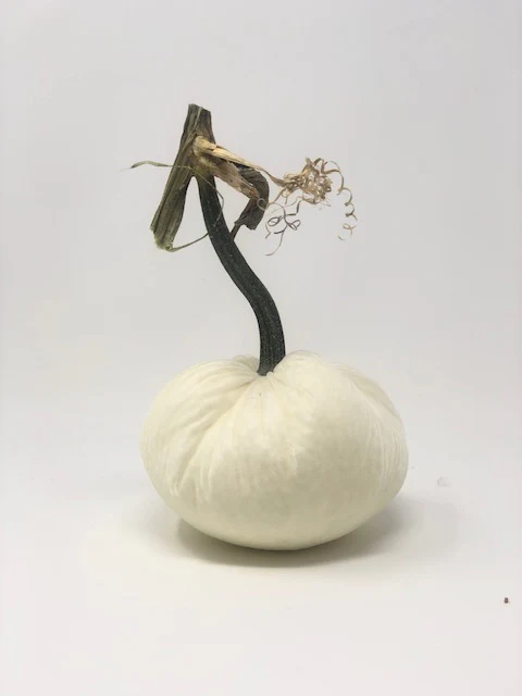 5" Velvet Pumpkin - Image 15