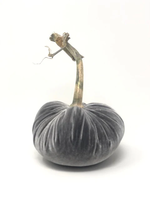 5" Velvet Pumpkin - Image 24