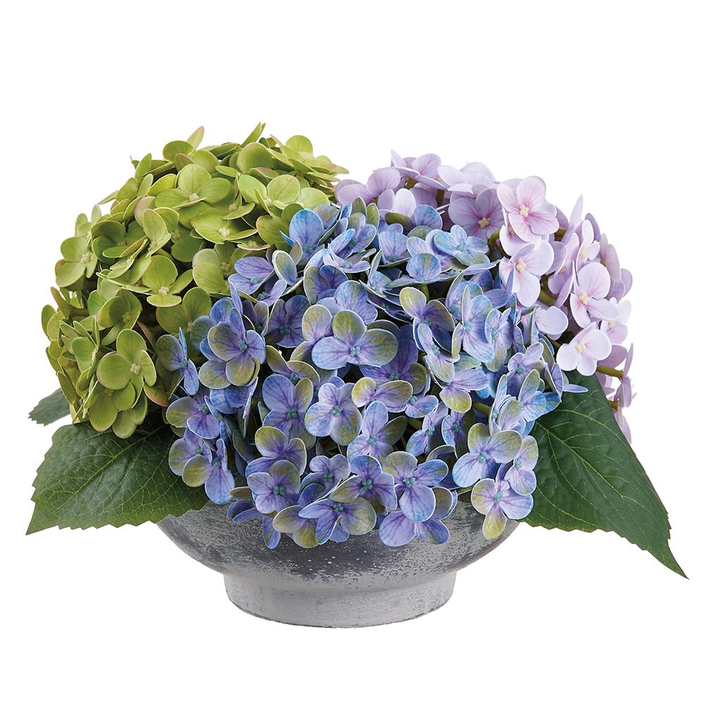 8 Inch Hydrangea in Terra Cotta Pot Mixed