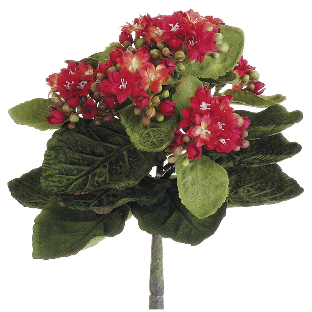 9 Inch Mini Kalanchoe Bush - Image 2