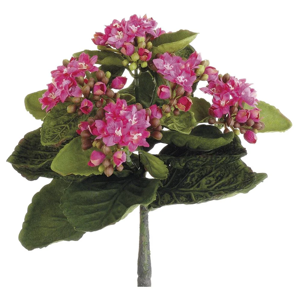 9 Inch Mini Kalanchoe Bush - Image 3