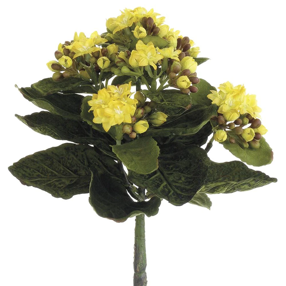 9 Inch Mini Kalanchoe Bush - Image 4