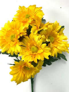 African Daisy X9 Yellow 1/10DZ