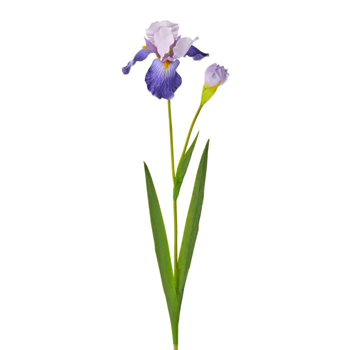 Bearded Iris + Bud 37”
