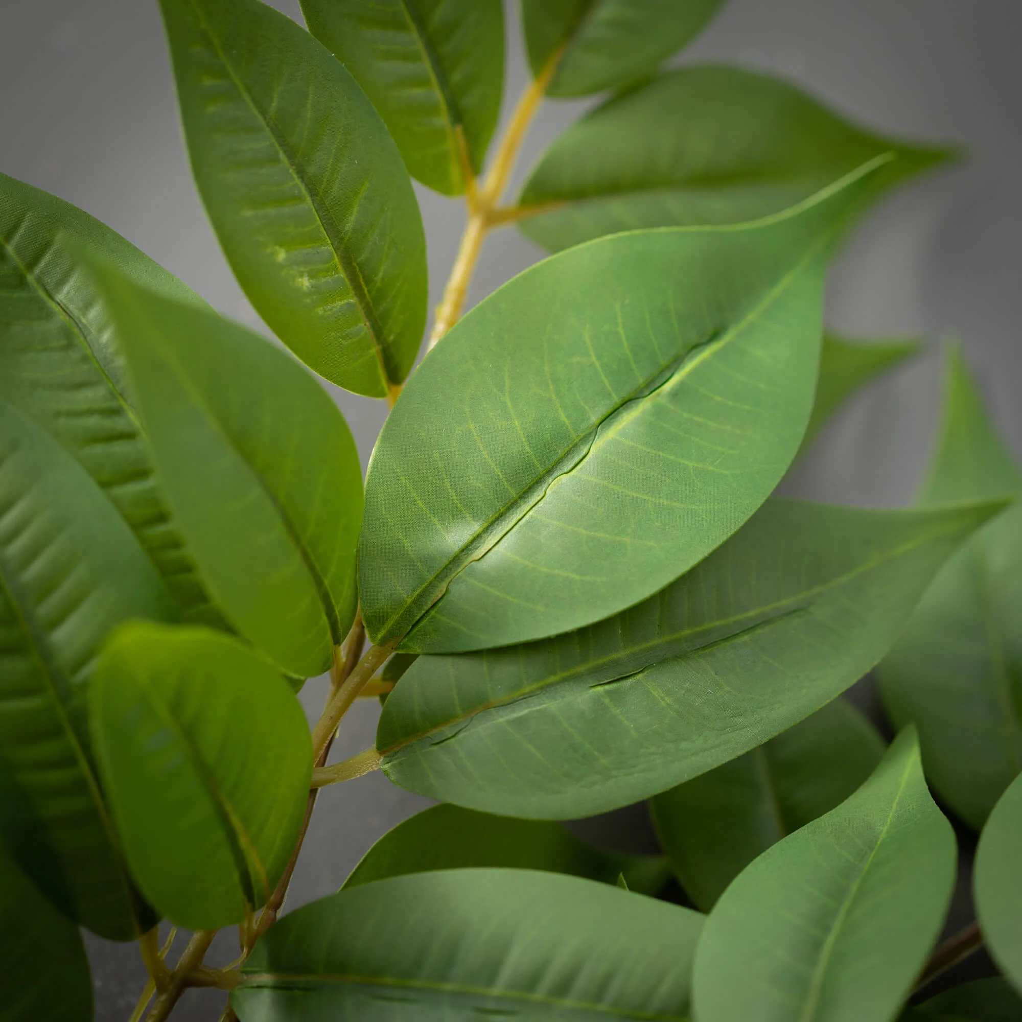 Bold Green Ruscus Spray - Image 3