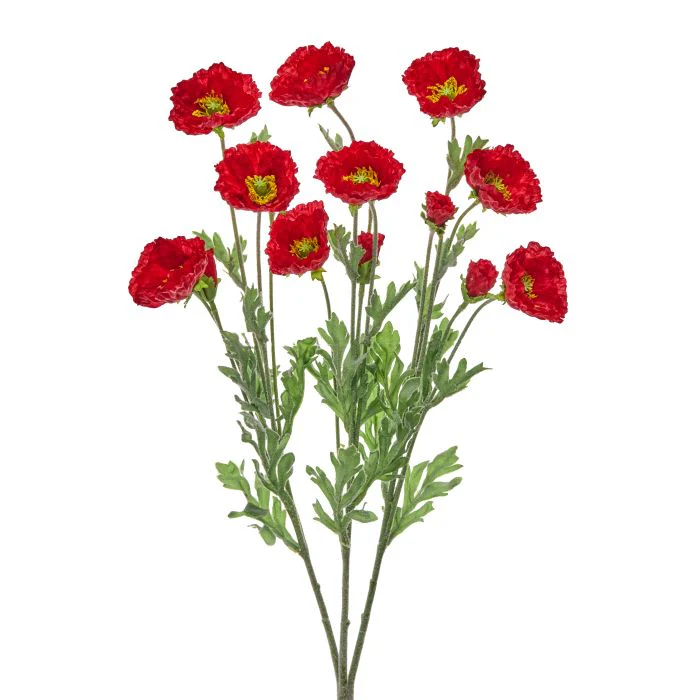 Cosmos Bush X3 20”