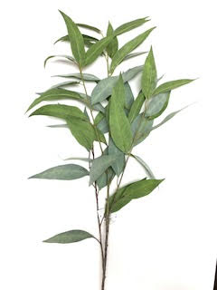 EUCALYPTUS SPRAY 37"