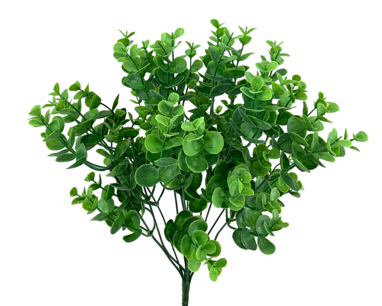 Eucalyptus Stem