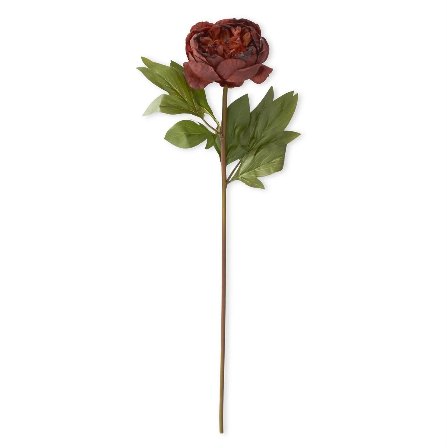 Faux Dried Peony Stem - Image 6