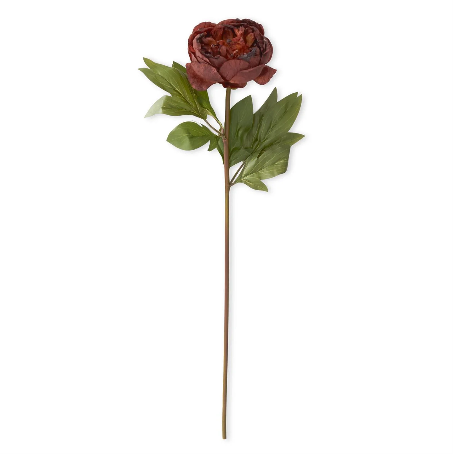 Faux Dried Peony Stem - Image 8