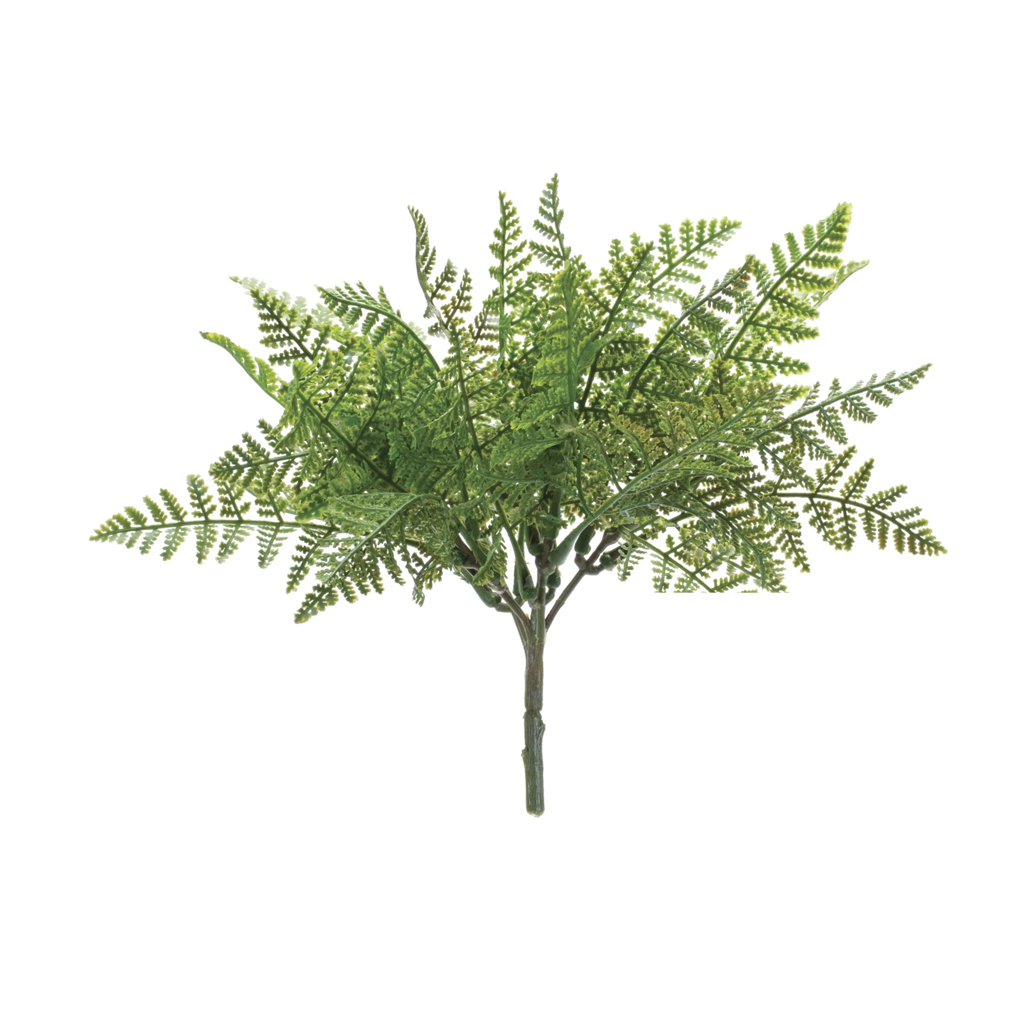 Fern Bush - Sold Individually - Image 2