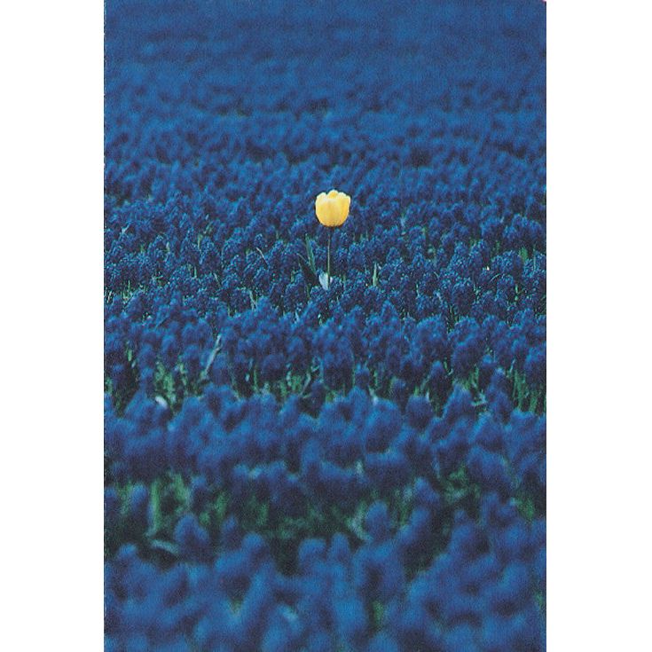 Garden SPT Friendship Snap Dragon Field