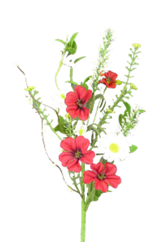 Daisy Geranium Pick