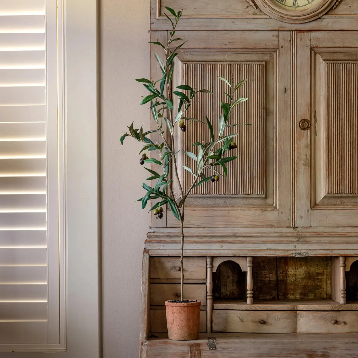 Ingresso Potted Olive Tree