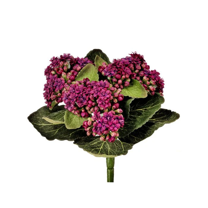 Kalanchoe Plant 9” - Image 2