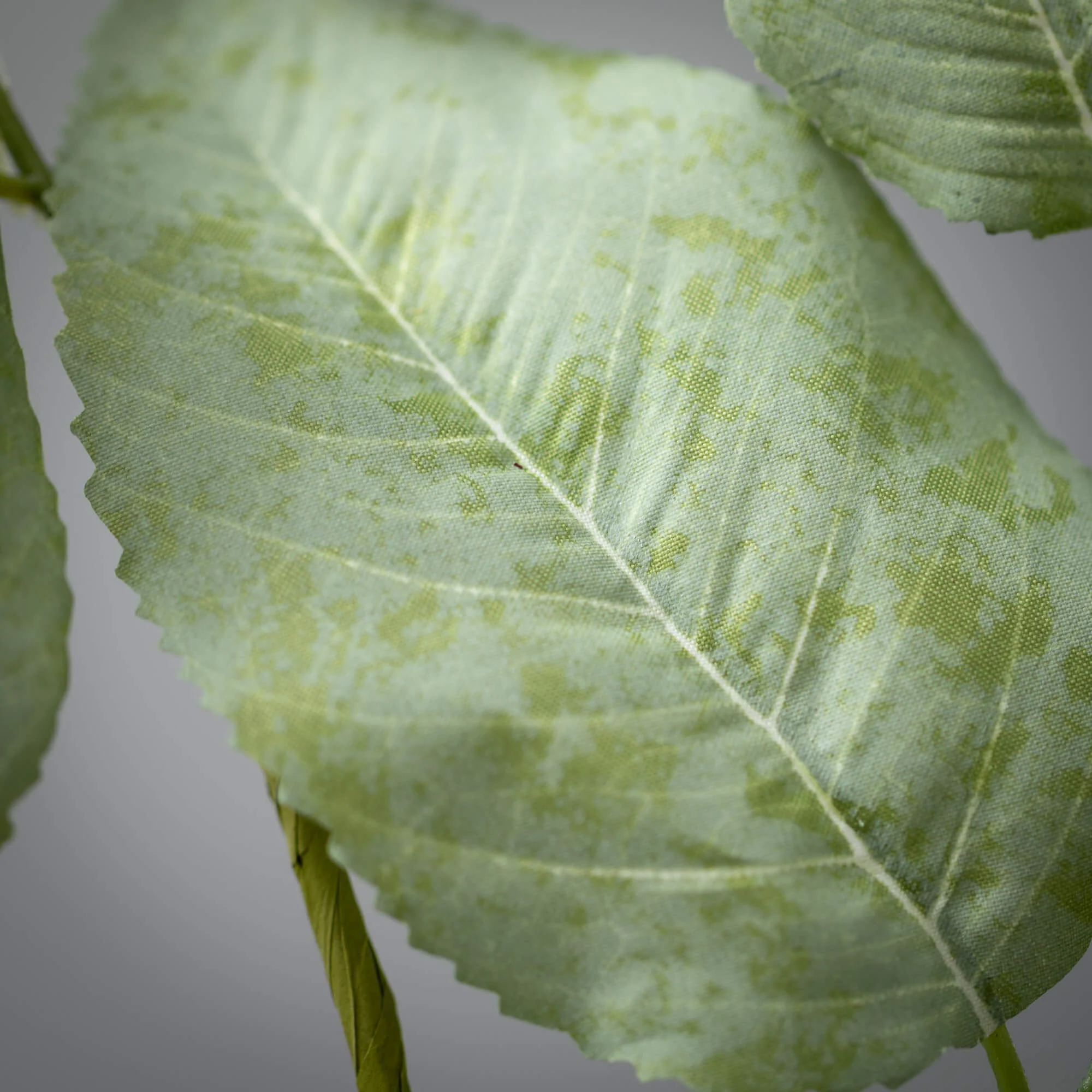 Long Lemon Leaf Spray - Image 3